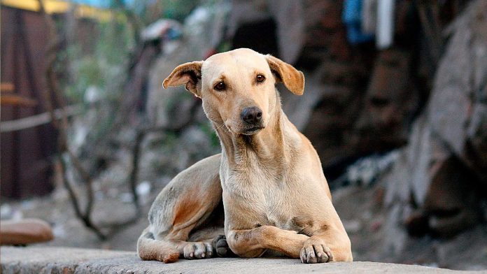 Rescatan a 65 perros en Valle de Bravo: un hombre los resguardaba para venderlos a los carniceros