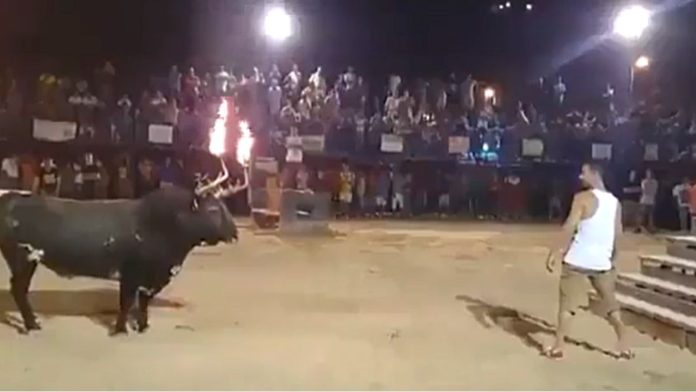 VIDEO: Joven le prende fuego a un toro y recibe cornada