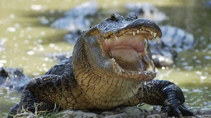 ¡También los animales! Muere cocodrilo por presunto golpe de calor