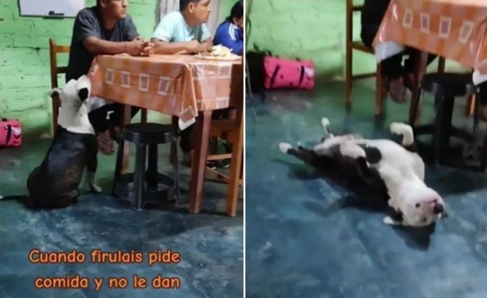 Video: Perrito se hace el desmayado para pedir comida