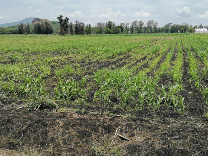 Productores Agrícolas en riego de perder su cultivo de maíz