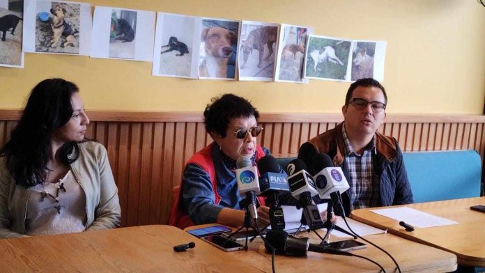 Animalistas de Michoacán exigen justicia para perros envenenados