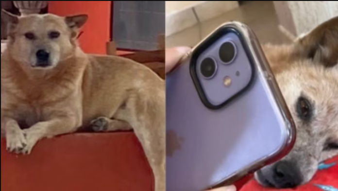 Hombre se despide de su perrito por videollamada
