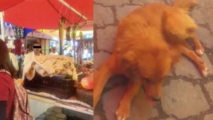 Carnicero apuñala a un perrito que buscaba comida