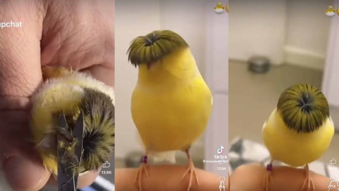 Le cortan las plumas a un pajarito al estilo Peso Pluma