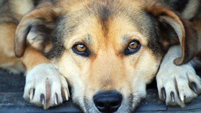 Avanza dictamen en Congreso CDMX para que el maltrato animal se persiga de oficio