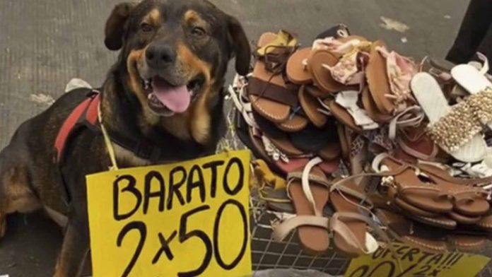 Perrito se vuelve viral por ayudar a su dueña a vender zapatos
