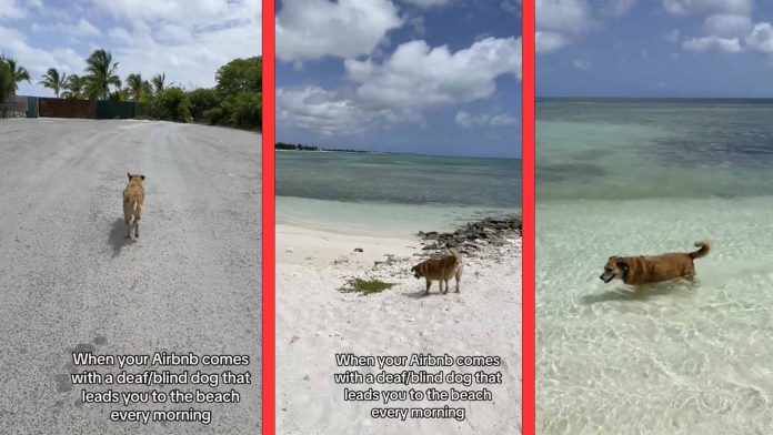 Perrito sordo y ciego trabaja como guía turístico en la playa