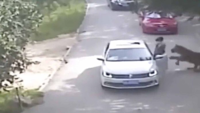 Tigre ataca a mujer que se bajó del auto durante un safari