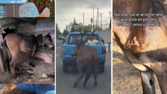Rescatan a equino que se viralizó por sufrir maltrato animal