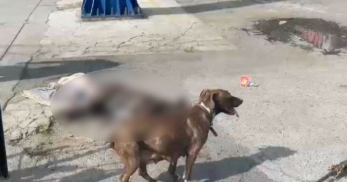 Día del perro: De luto tras muerte de lomito baleado que protegía a su dueño