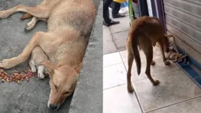 Perrita no se separó de su cachorro muerto; dormía a su lado y le llevaba comida