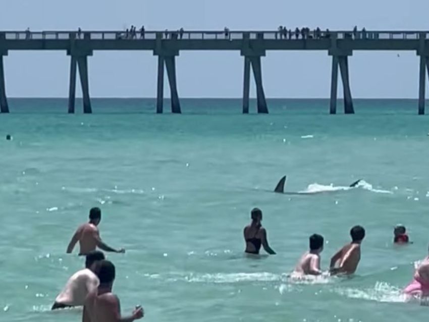 VIDEO: Tiburón aterroriza a vacacionistas en una playa de Florida VIDEO: Tiburón aterroriza a vacacionistas en una playa de Florida