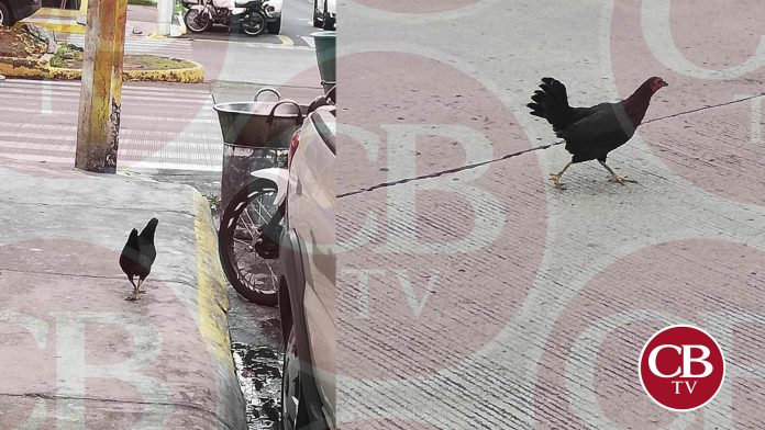 Gallina y su dueño son arrestados por la Policía en Morelia