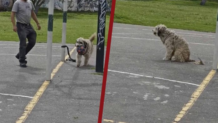 Perrito se vitaliza por ser un increíble portero
