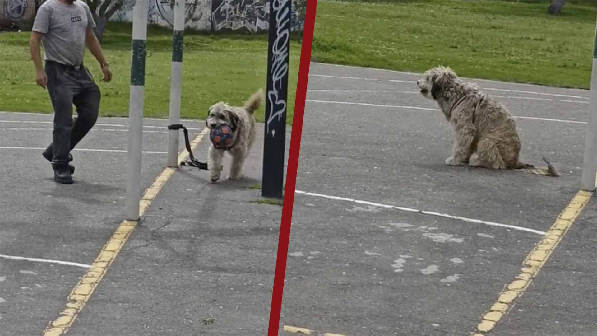 Perrito se vitaliza por ser un increíble portero Perrito se vitaliza por ser un increíble portero