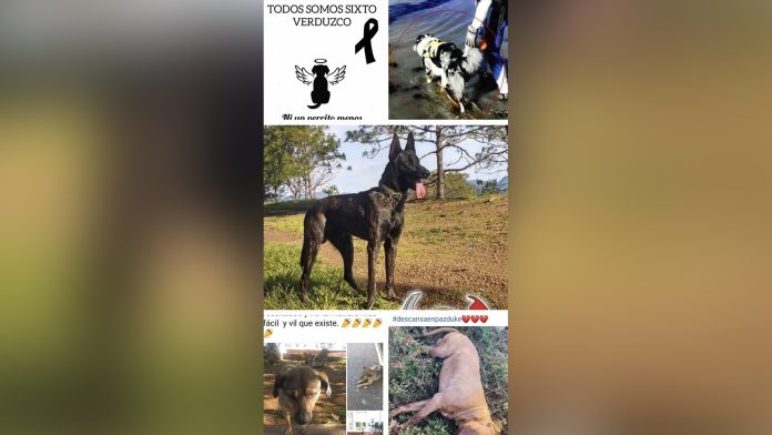 Exterminio de perros en Michoacán sin suficiente castigo a responsables