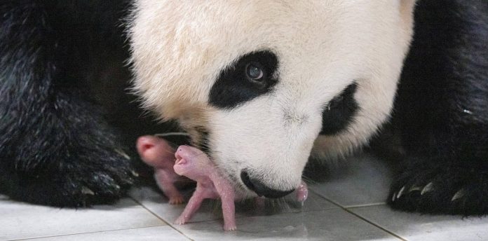 En Corea del Sur nacen pandas gemelas