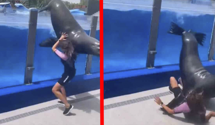 Enorme león marino de 150 kilos casi aplasta a entrenadora
