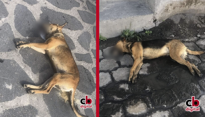 Envenenan a decenas de perros en Paracho