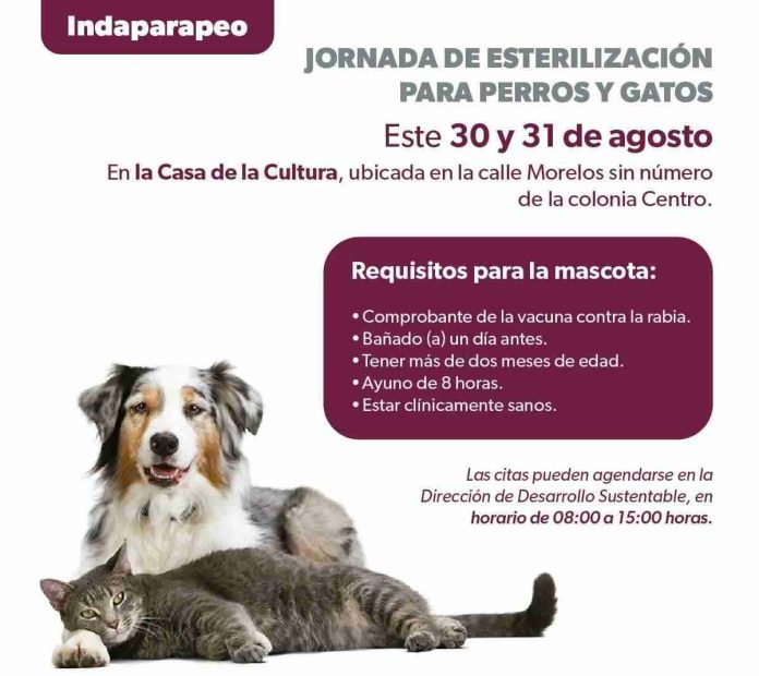 Habrá esterilización canina y felina en Indaparapeo