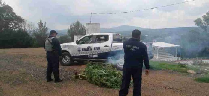 SSP localiza e incinera plantío de marihuana, en Lagunillas