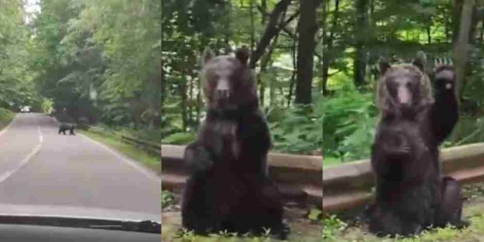 VIDEO: Oso “agradece” a automovilista por cederle el paso