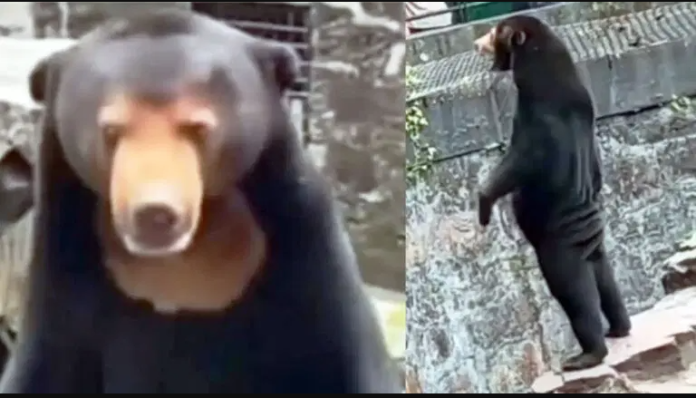 Zoológico en china niega que sus osos sean humanos disfrazados