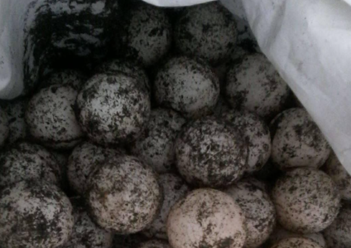 Lo arrestan con más de 600 huevos de tortuga en LC