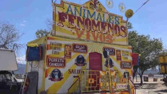 Clausuran circo que exhibía animales con deformaciones en NL