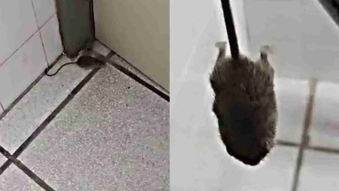 Enfermera capta ratón en hospital y la despiden por compartir el video