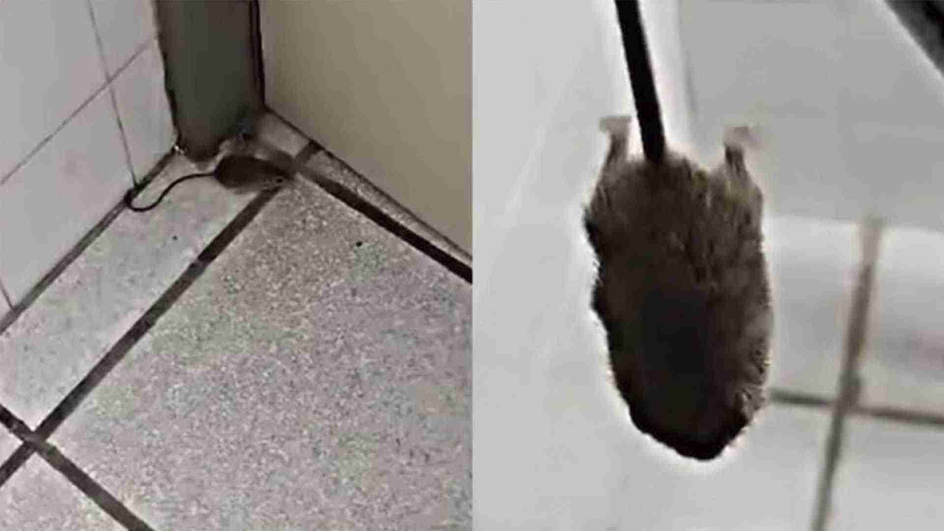 Enfermera capta ratón en hospital y la despiden por compartir el video Enfermera capta ratón en hospital y la despiden por compartir el video