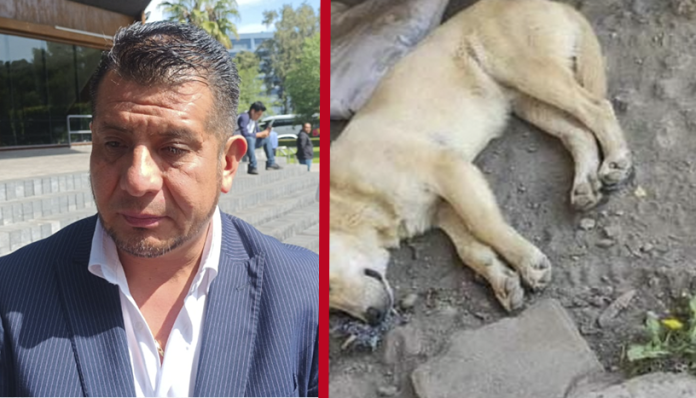 Paracho con sobrepoblación de perros, afirma presidente