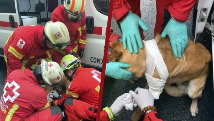 Hombre balea a perrito tras discutir con su dueño