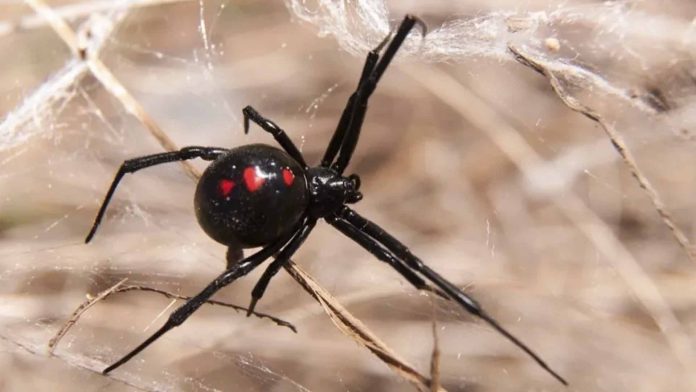 Niño se deja picar por una viuda negra