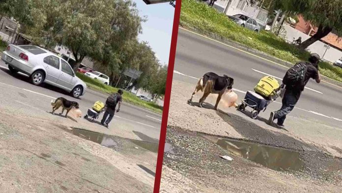 Perrito ayuda a cargar garrafón de agua