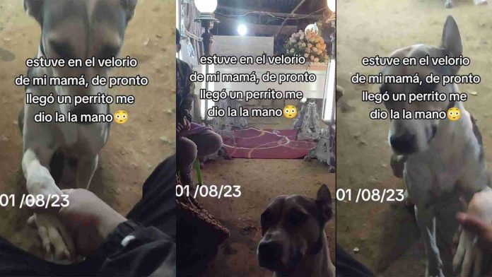 Perrito consuela a hombre en el funeral de su mamá