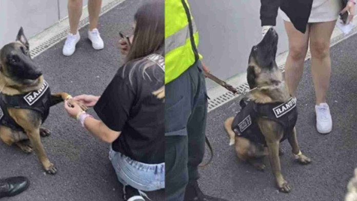 Perrito de seguridad recibe ‘friendship bracelets’ en concierto de Taylor Swift
