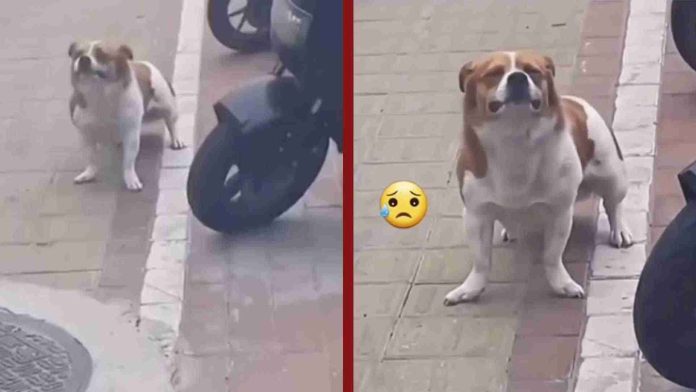 Perrito llora al darse cuenta que fue abandonado