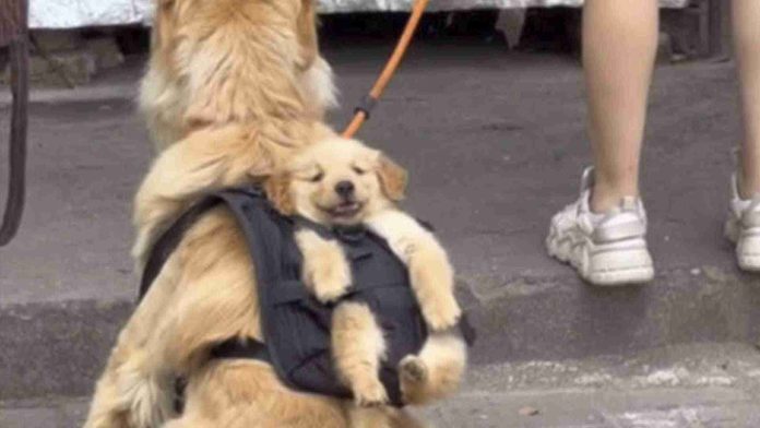 Perrito sale a pasear mientras carga a su cachorro en una mochila