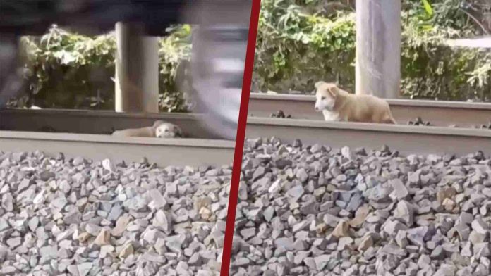 Perrito sobrevive de morir aplastado por el tren