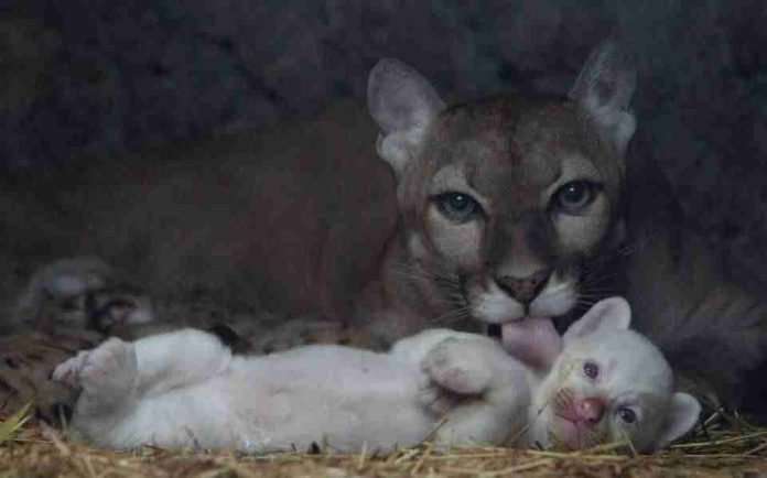 Nace puma albino en zoológico de Nicaragua