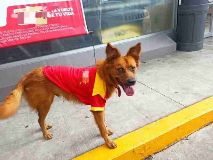 Agradecen actos de amor a oso, perrito de la tienda del boulevard
