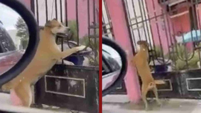Sujeto cuelga a su perrita del cuello y se espera a verla morir