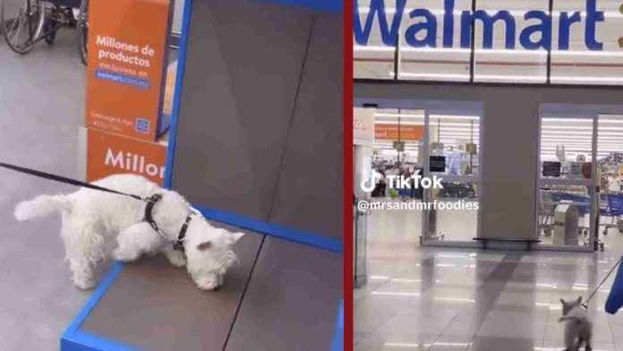 Walmart incluye primeras tiendas ‘Pet Friendly’ en México
