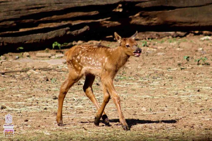 Nacen tres crías de ciervo canadiense en el Zoológico de Morelia