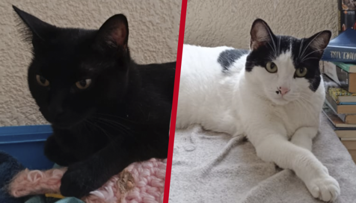 Gatos que viven en hogares michoacanos, superan los 710 mil