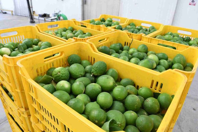 Corte y empacadoras de limón en Buenavista operan al 100%: gobierno