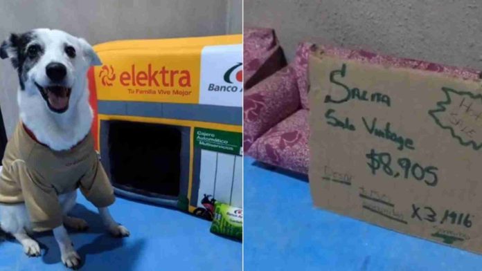 VIDEO: Refugio crea camitas para perros con forma de Elektra, tienda de Salinas Pliego