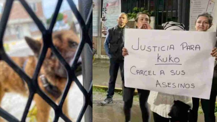 Vecinos de Edomex atan y matan a golpes al perrito guía 'Kuko'